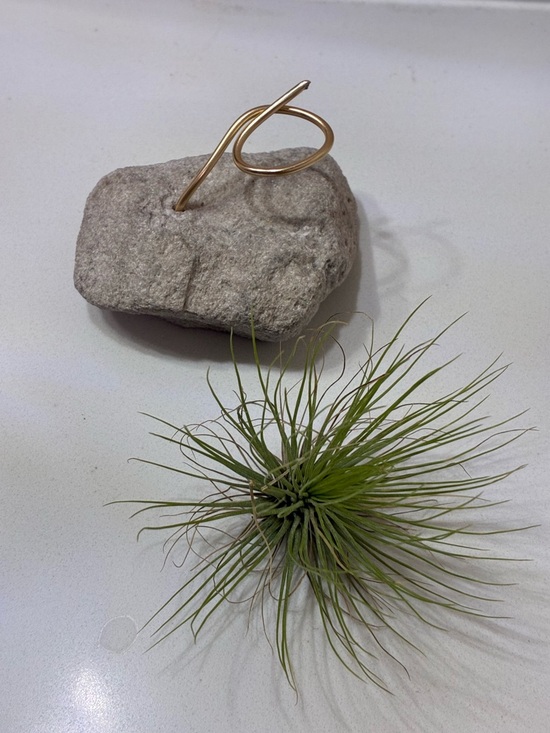 Other - Air Plant + Air Plant Holder